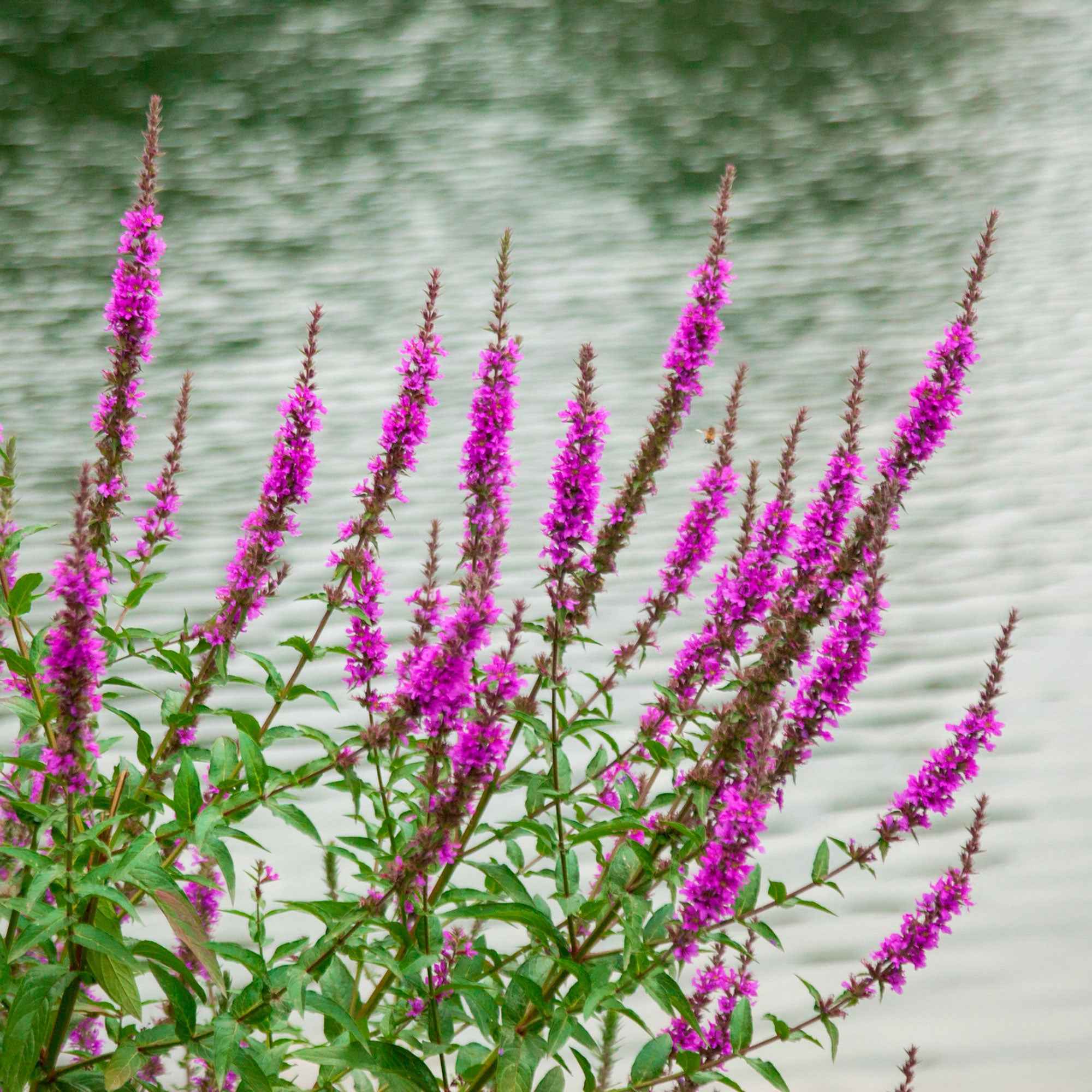 Bakker Plantes vivaces Salicaire Robert pot Ø9cm fuchsia