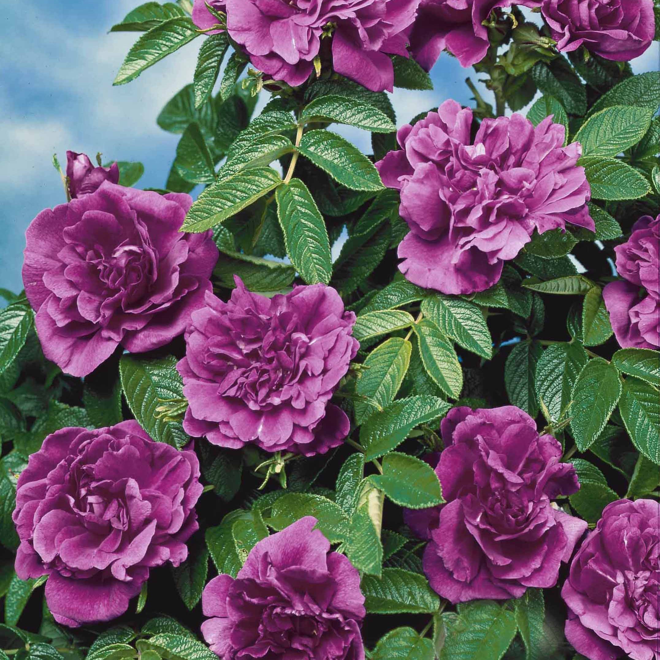 Bakker Rosiers botaniques lot 2 racines nues rose blanc parfumés