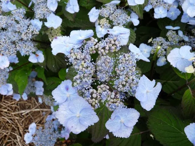 Yesoensis hortensia serrata godet fleurs plates