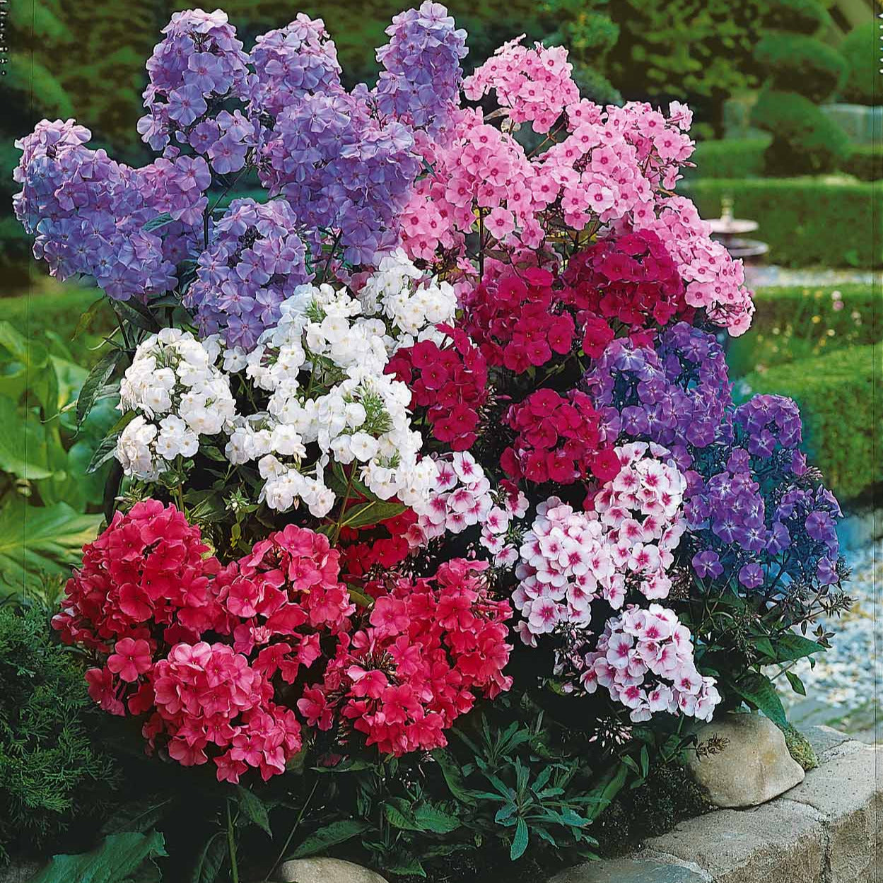 Bakker Phlox paniculata mélange 5 racines nues parfumé