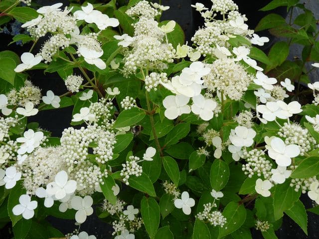 Les Hortensias du Haut Bois Prim’ White hortensia panicule blanc