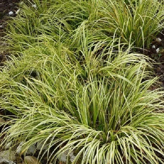 Bakker Acore graminée Ogon plante de bassin pot Ø 9cm