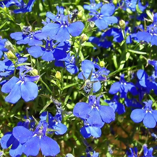 Bakker Plantes vivaces 3 Lobelias Azuro plante bleue 3 pots Ø10.5cm