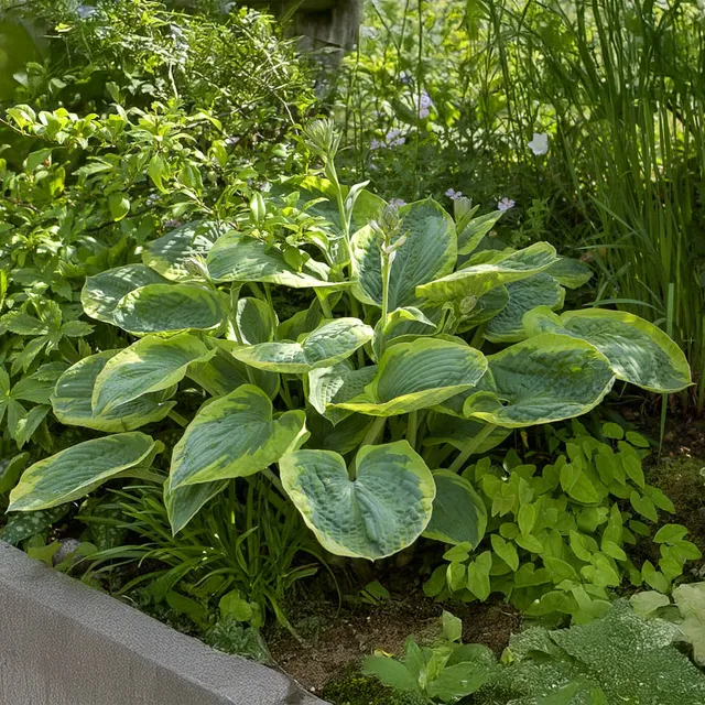 Bakker Hosta Frances Williams vivace pot 9cm marge jaune