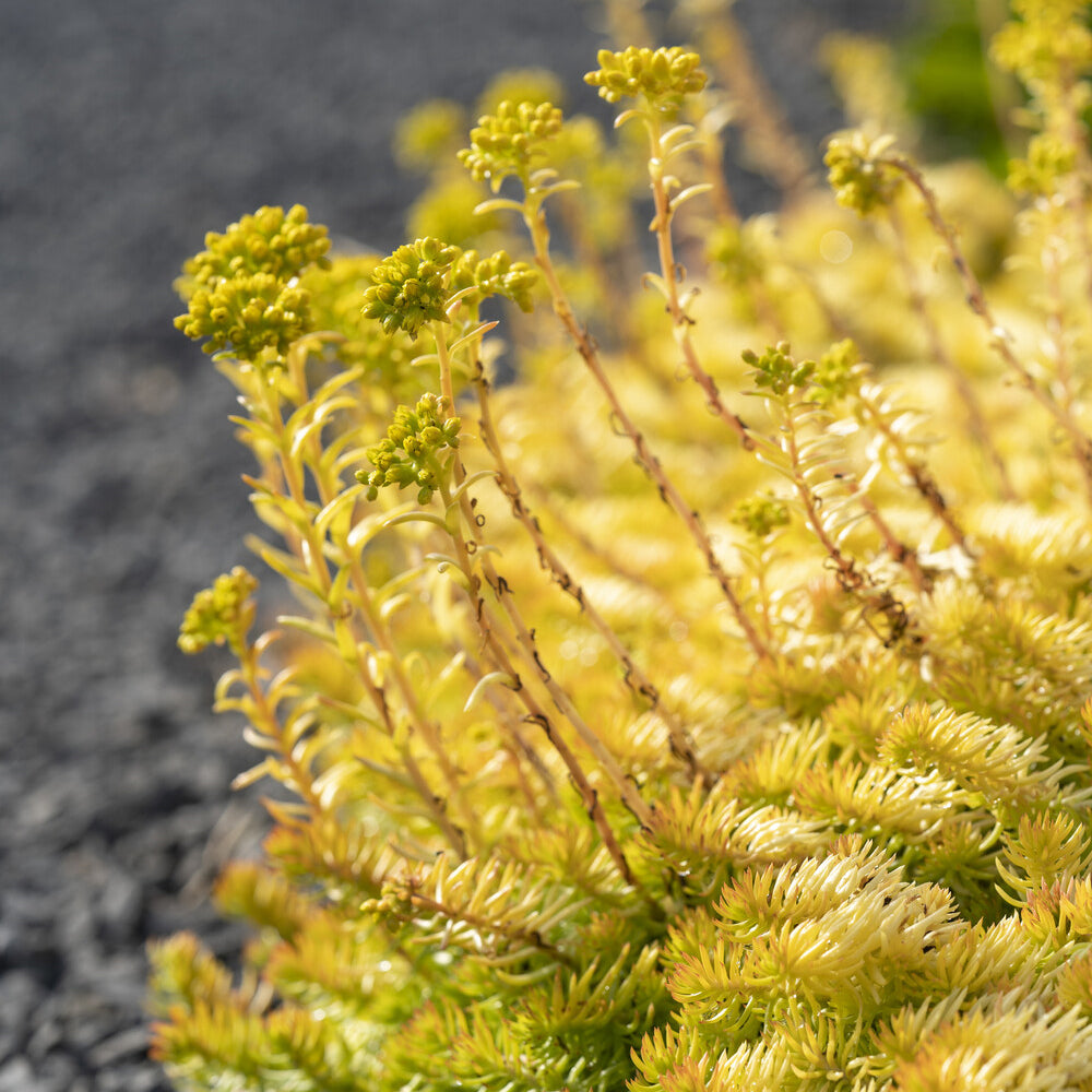 Bakker Angelina sedum des rochers plante pot 9cm doré