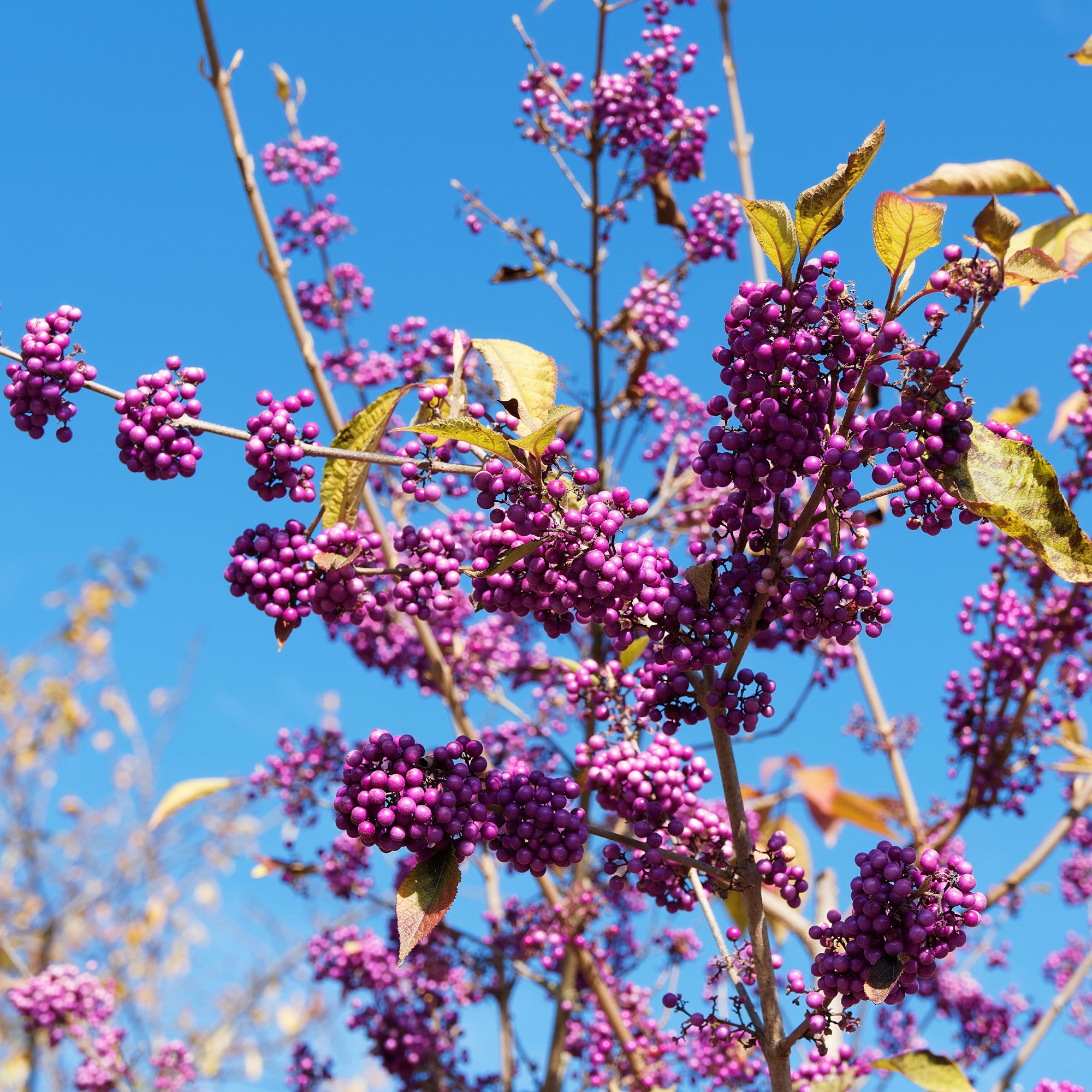 Bakker Callicarpa Profusion arbuste pot 2L baies violettes 30-40cm