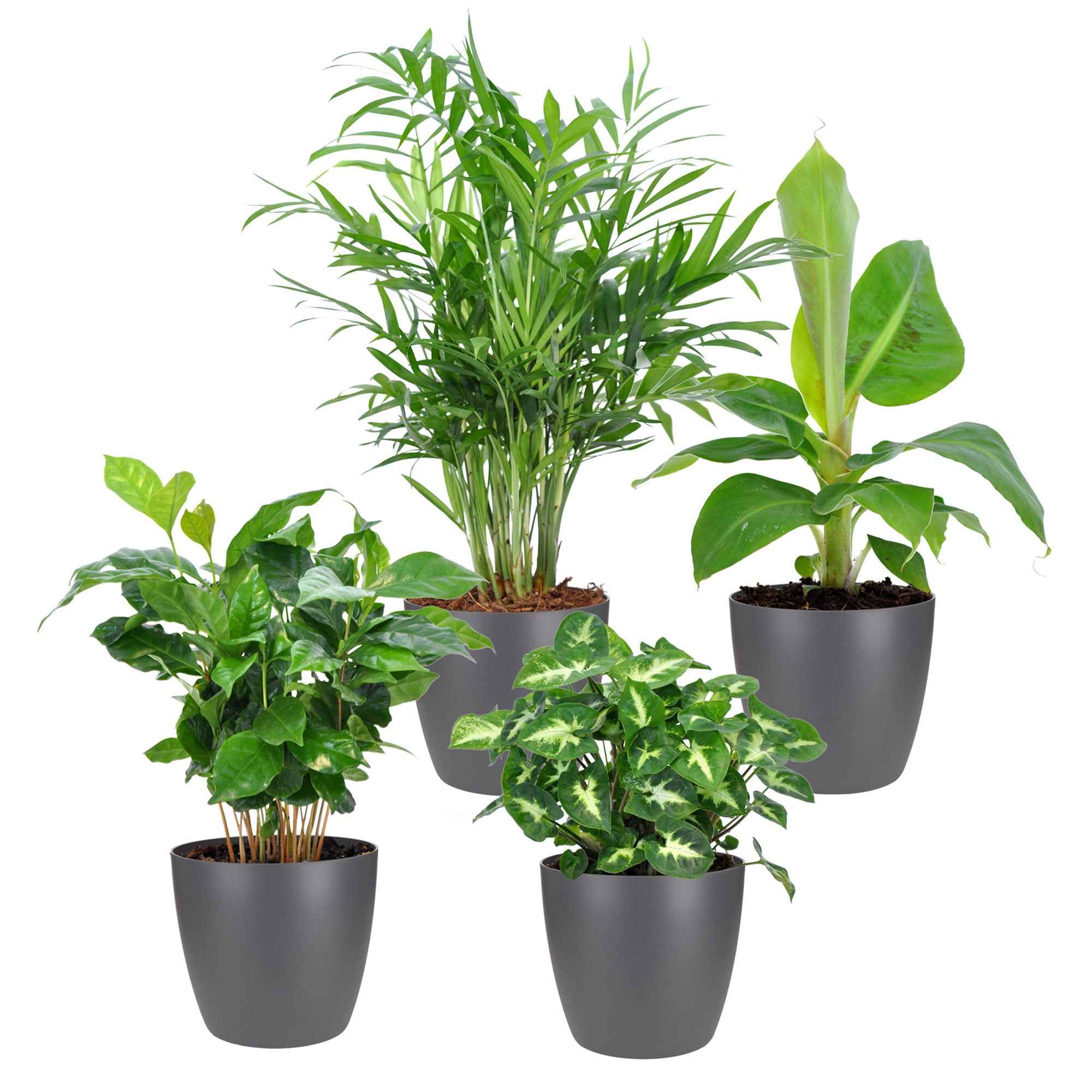 Bakker Plantes tropicales 8 pots cache-pots gris Elho