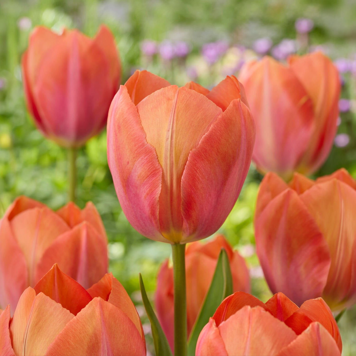 Bakker Apricot van Eijk tulipe Darwin sachet 10 bulbes abricot