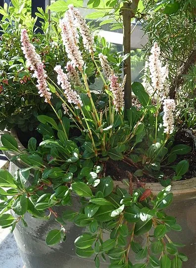 Passion Vivaces PERSICARIA affinis Superba plante vivace rose godet