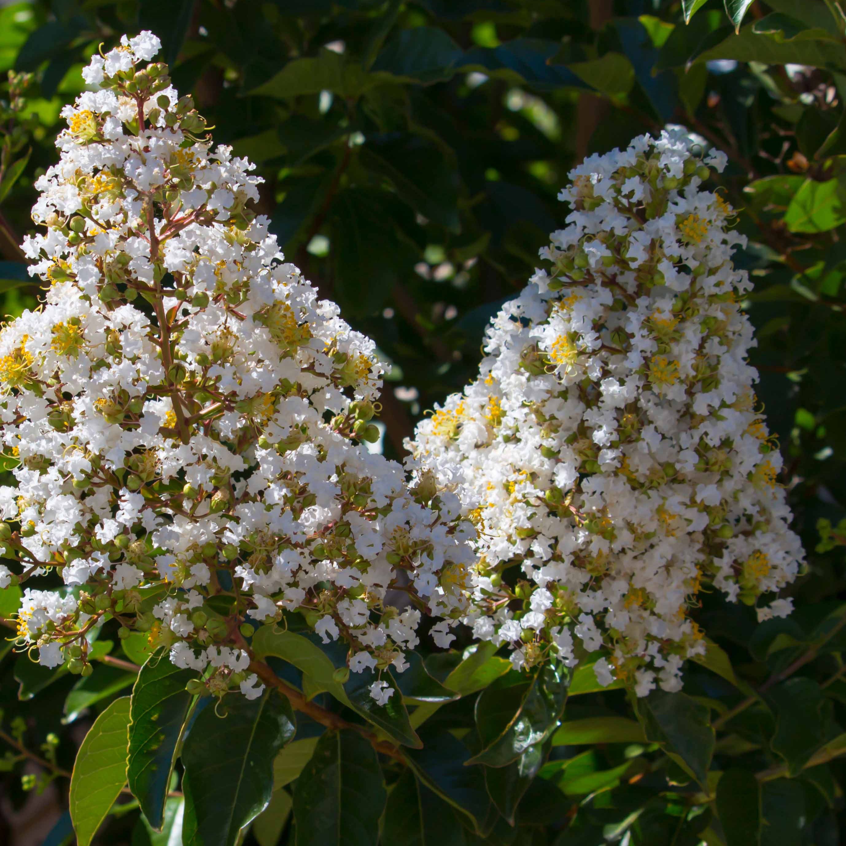 Bakker Lilas des Indes blanc arbuste pot 15cm fleurs blanches