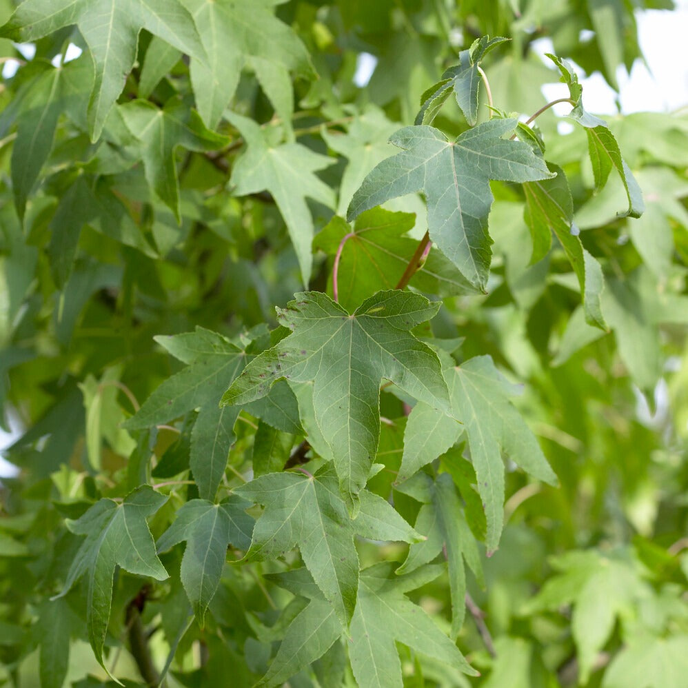 Bakker Copalme Amérique Liquidambar arbre pot 2L 60-70cm rouge