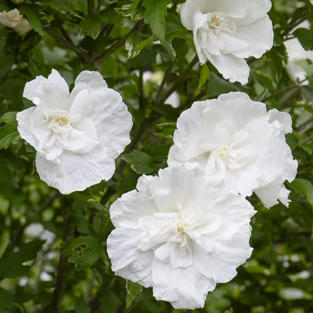 Bakker White Chiffon hibiscus arbuste pot 1,3 L blanc