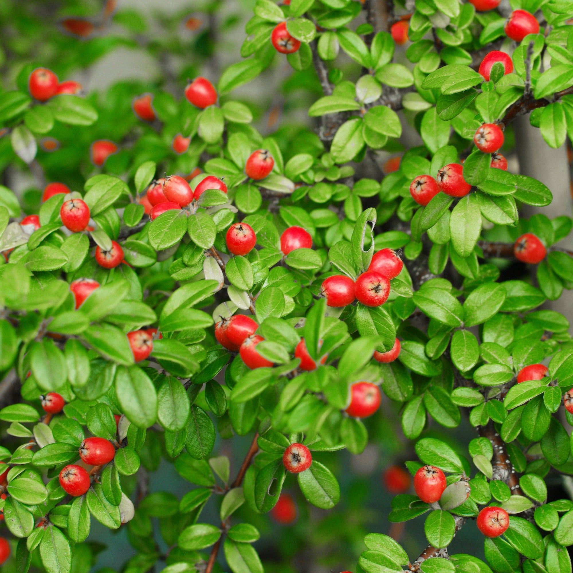 Bakker Cotonéaster Coral Beauty arbuste pot 1,5L baies rouges