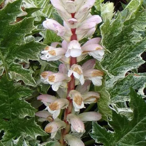 Bakker Acanthe White Water plante vivace pot 9cm panachée