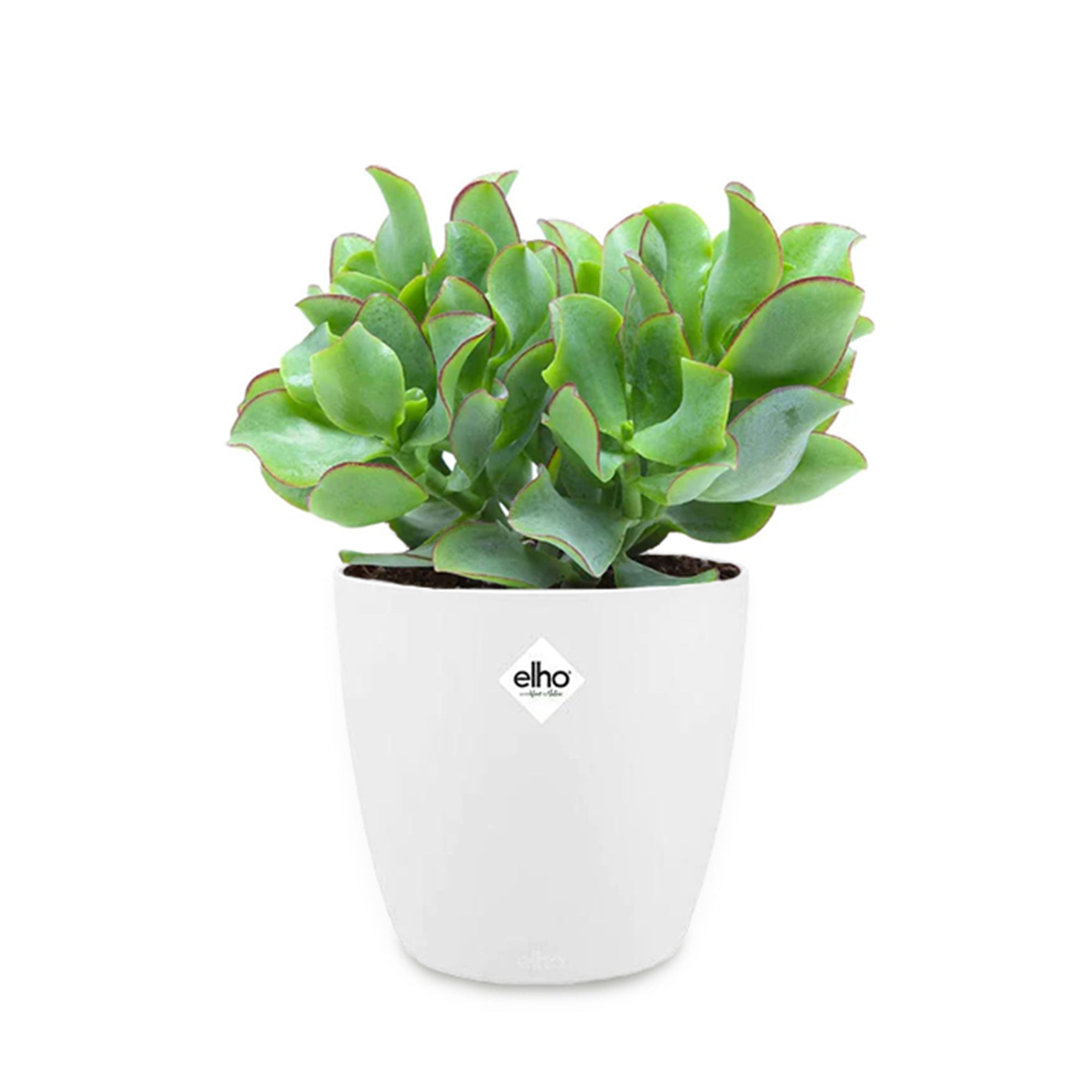 Bakker Crassula arborescens cristata plante grasse 2 pots Ø12cm