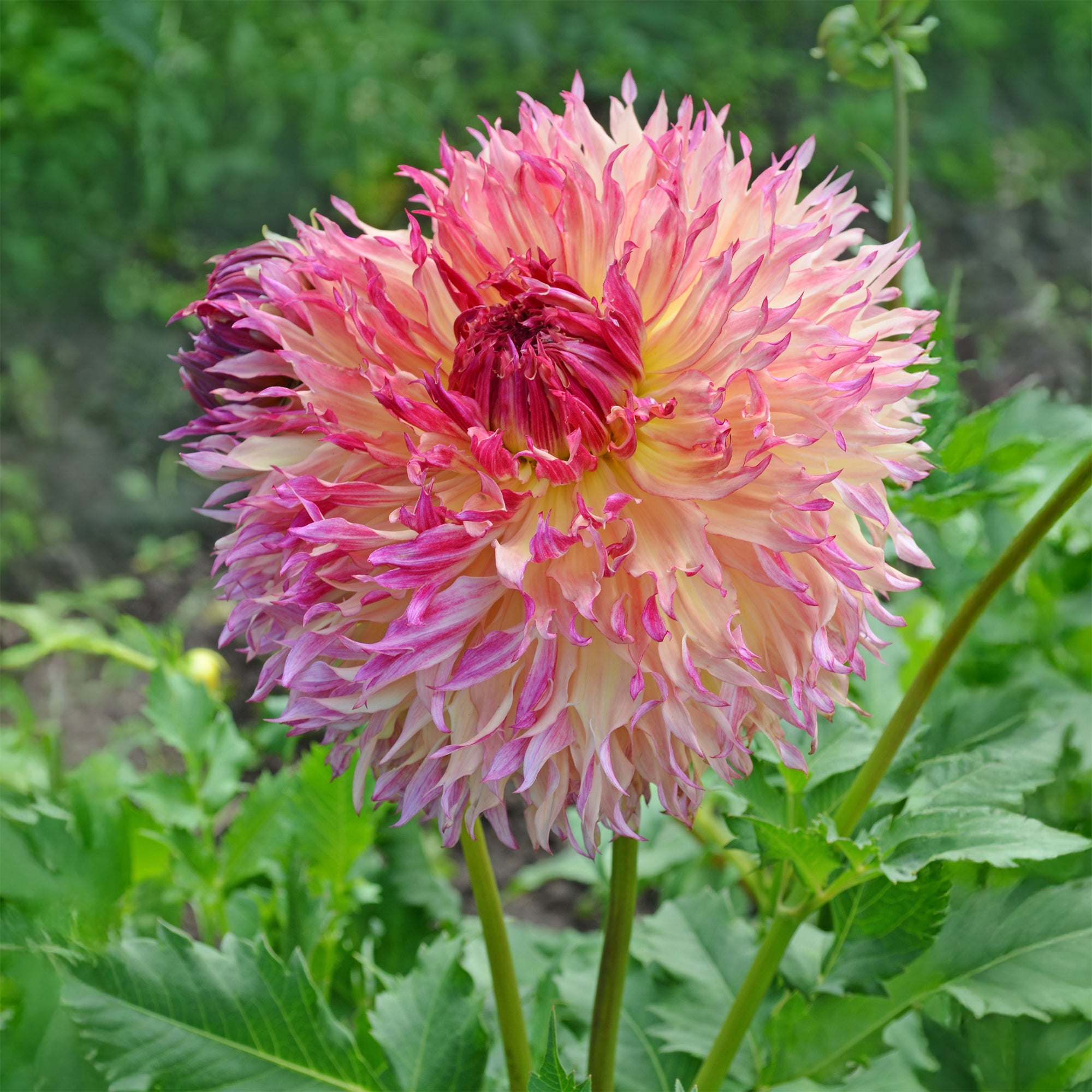 Bakker Dahlia Fubuki Myrtle's Folly 1 bulbe rose