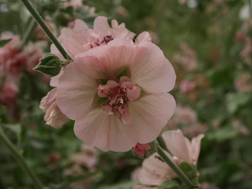 Passion Vivaces Alcalthaea Parkrondell plante vivace rose vif