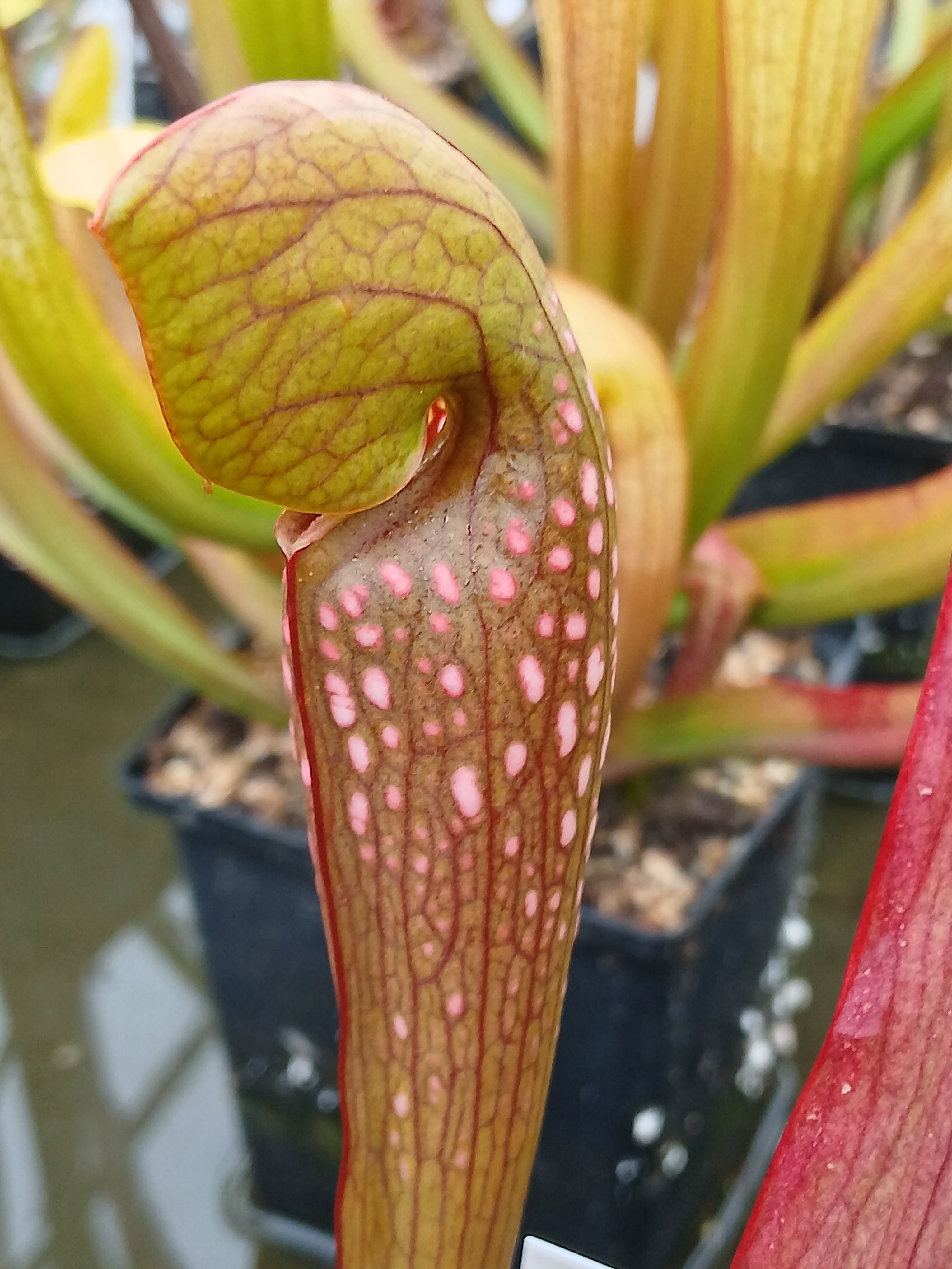 Carniflore Sarracenia minor x gilpini plante carnivore 1 point