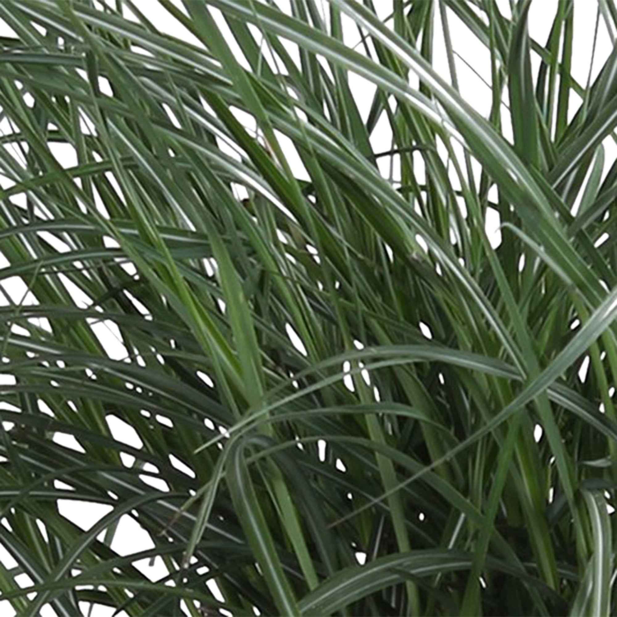 Bakker Miscanthus Yaku-Jima graminée pot Ø 9cm compact