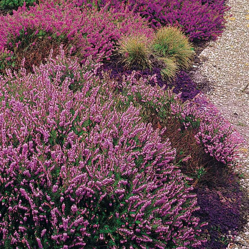 Bakker 6 Bruyères d'été mélange pots Ø9cm