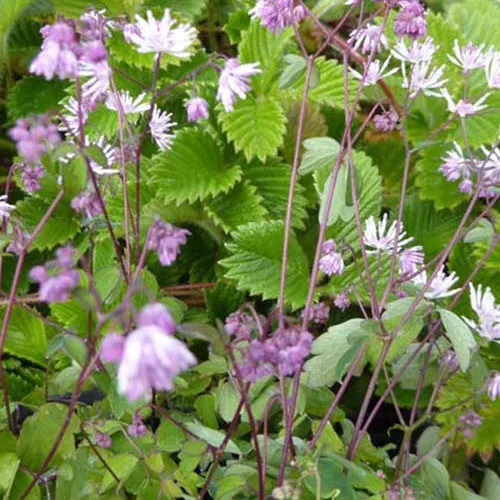 Bakker Thalictrum kiusianum Pigamon nain vivace pot Ø 9cm