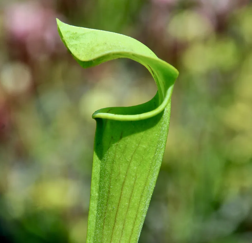 Carniflore Sarracenia alata pubescent plante trompette pot 11 cm