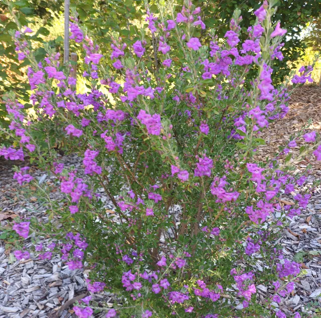 Pépinières Ripoche Leucophyllum Green Cloud arbuste violet