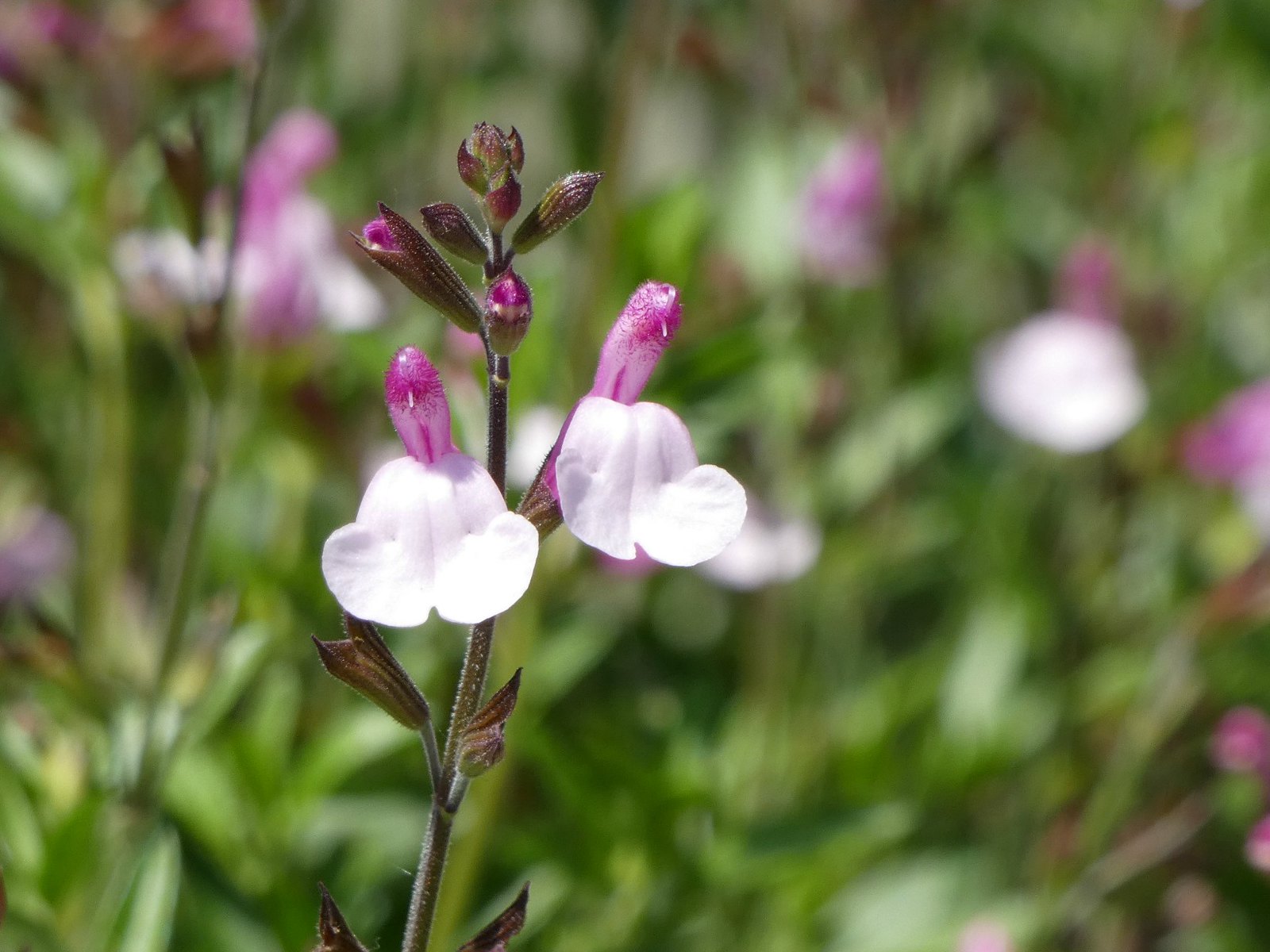 Passion Vivaces Salvia greggii Joy sauge arbustive pot 1L bicolore