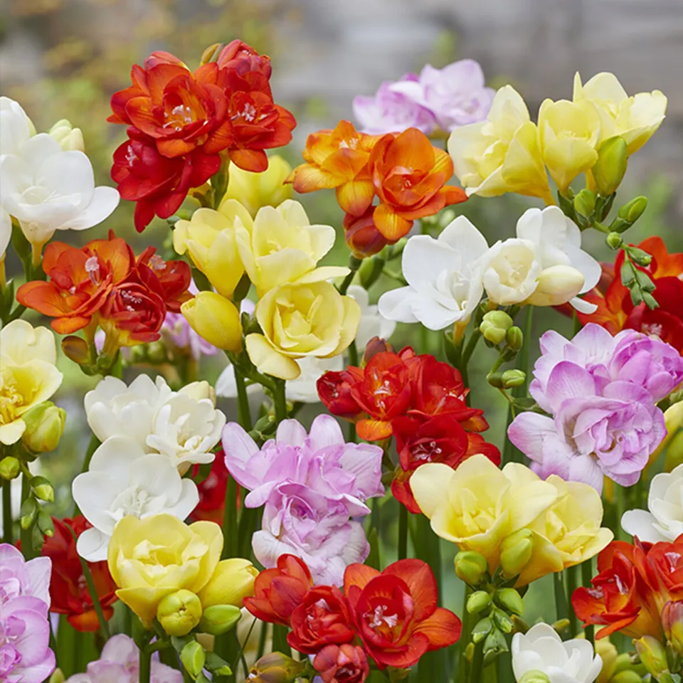 Bakker Freesias doubles mélange sachet 25 bulbes parfumé