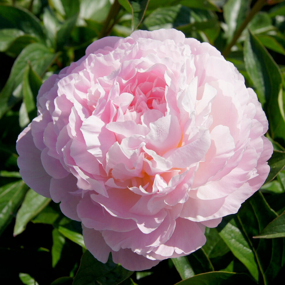 Bakker Pivoine Albert Crousse vivace racine nue rose double
