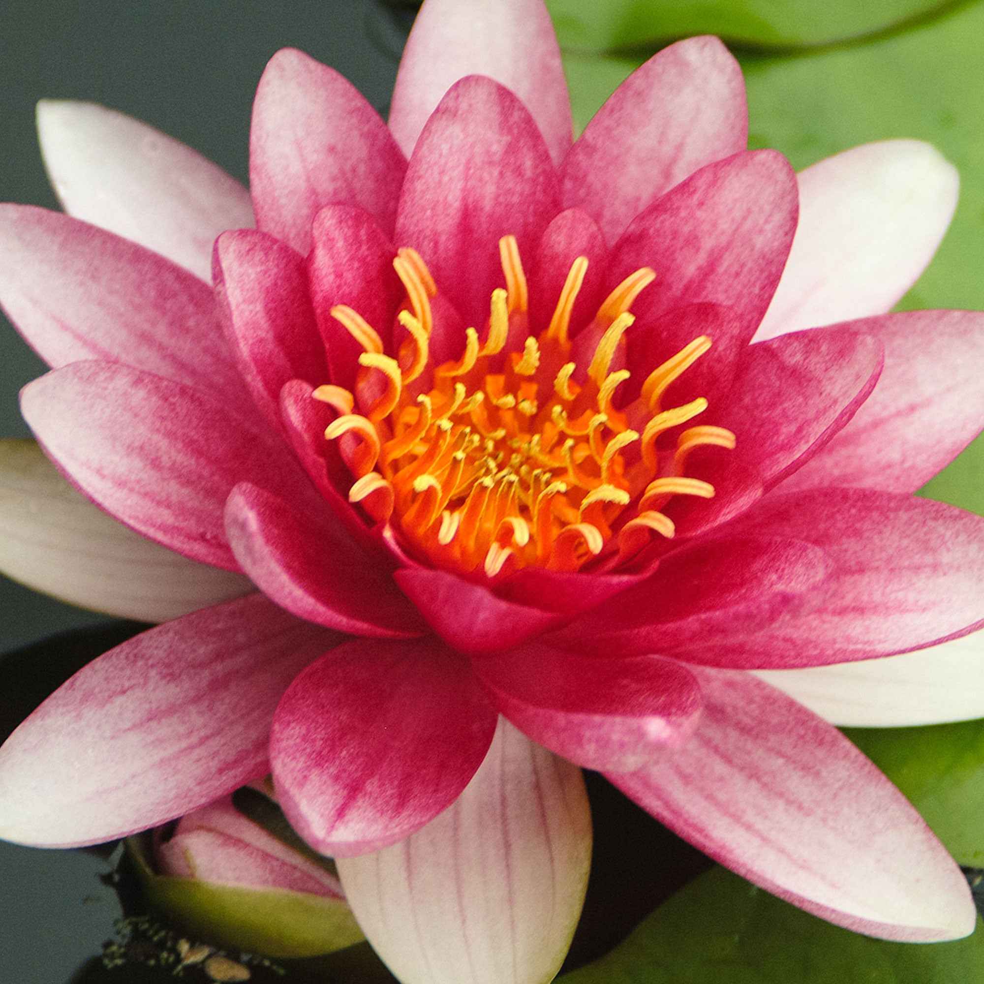 Bakker Nénuphar Attraction Nymphaea pot Ø9cm fleurs rouges