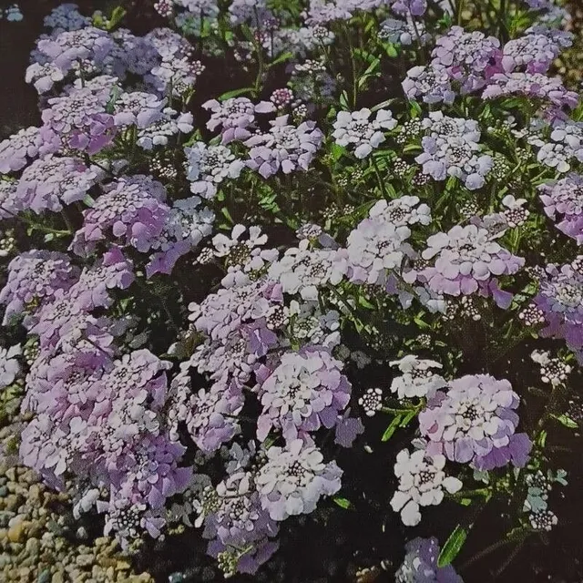 Iberis sempervirens Pink Eyes plante vivace godet persistant