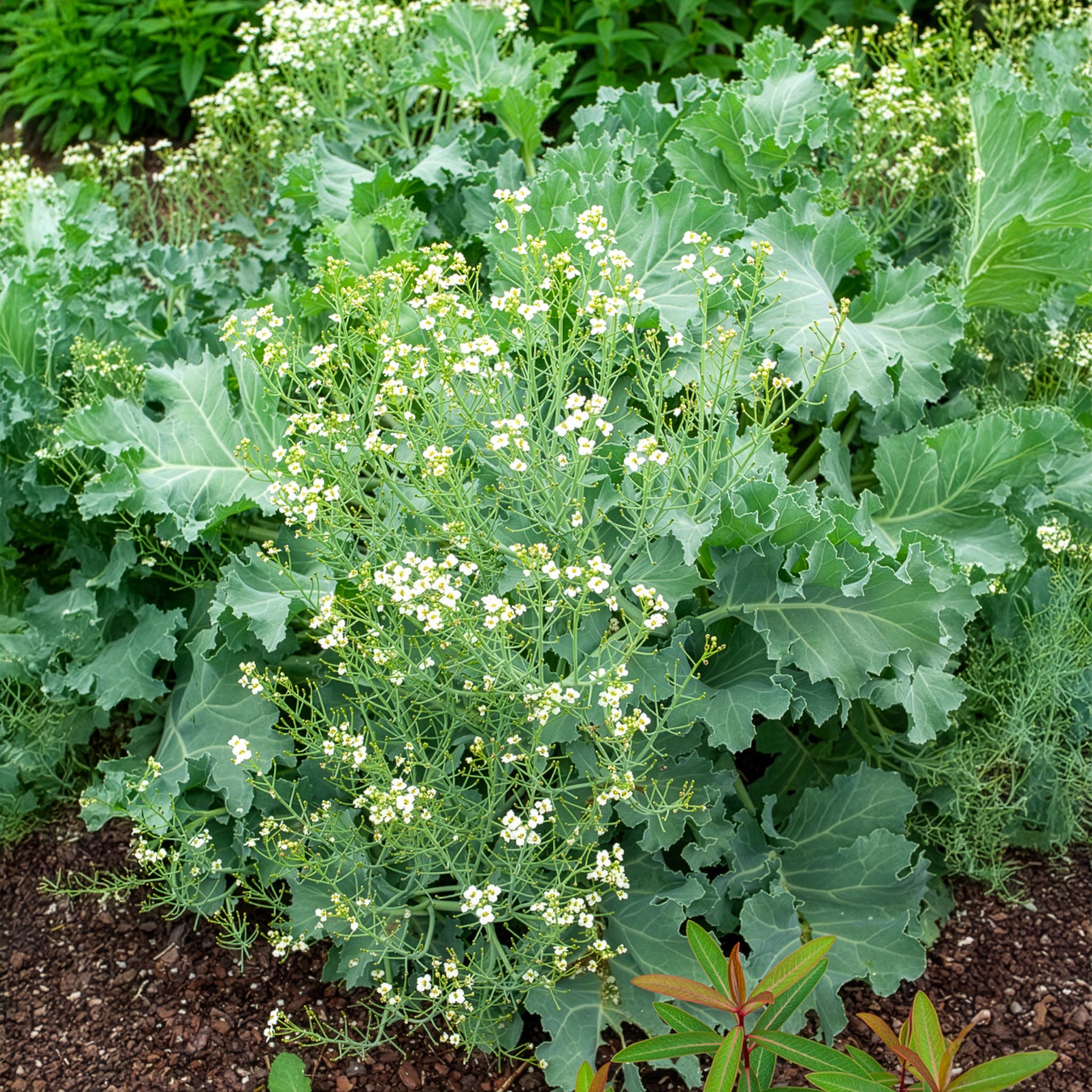Bakker Crambe maritime chou marin vivace pot Ø9cm blanc