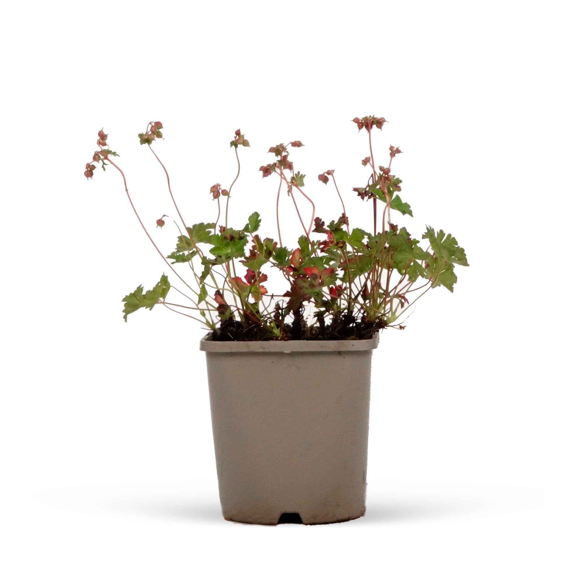 Bakker Géranium Biokovo couvre-sol vivace pot Ø 9cm