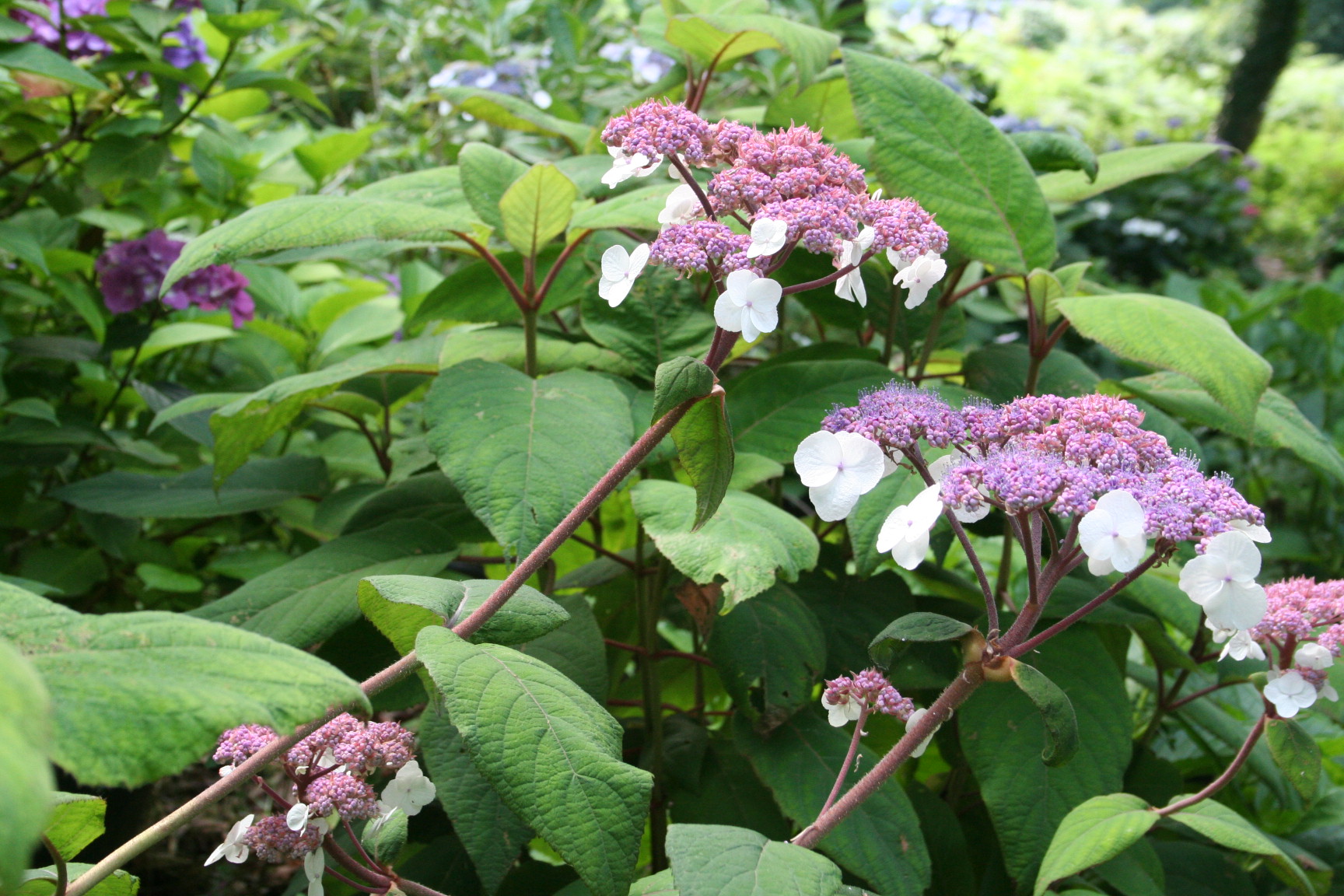 Les Hortensias du Haut Bois Hydrangea aspera Macrophylla hortensia godet