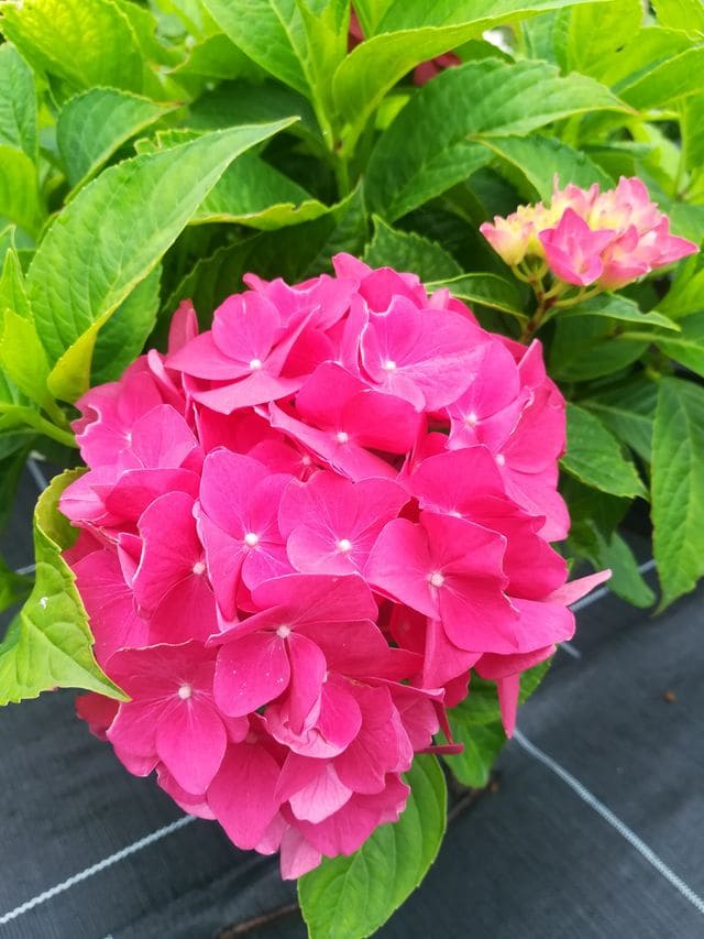 Les Hortensias du Haut Bois Brugg hortensia fleurs rondes godet