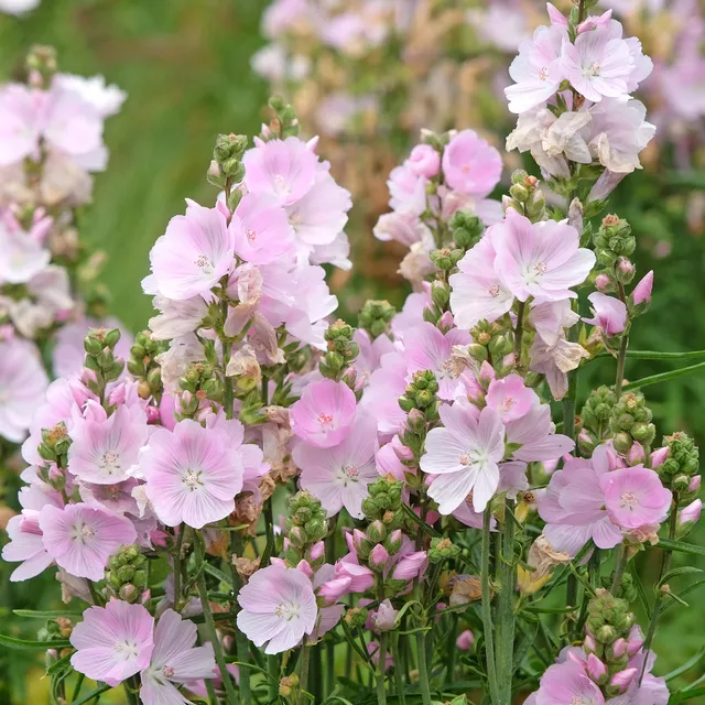 Bakker Sidalcea Little Princess vivace pot 9cm fleurs violettes