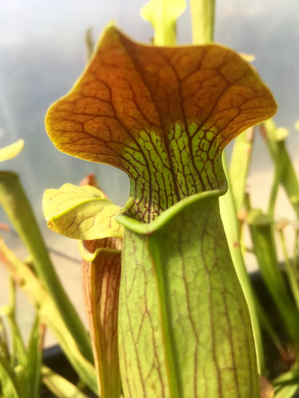 Carniflore Sarracenia alata rubrioperculata plante carnivore pot 11cm