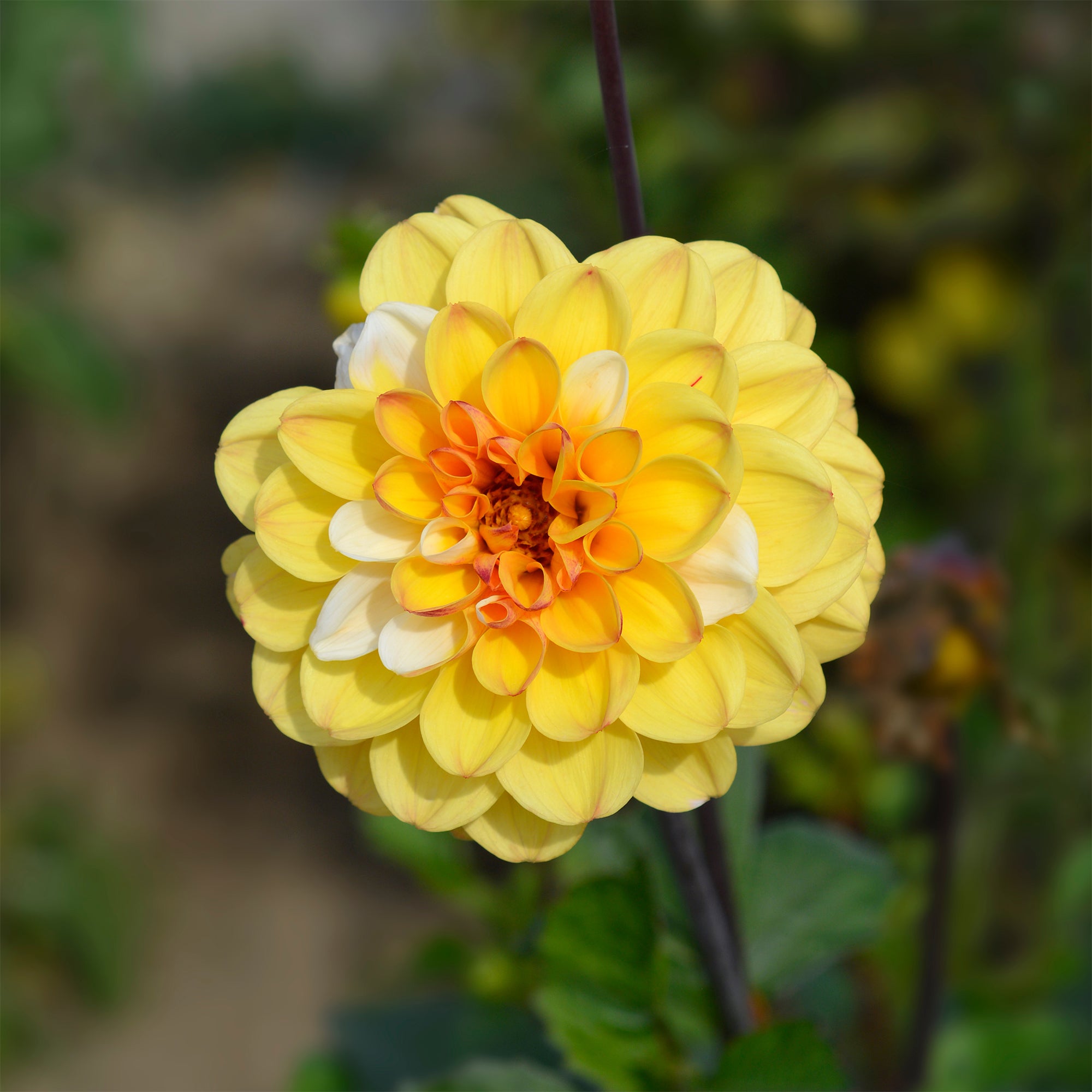 Bakker Bulbes à fleurs Dahlia Double Jill bulbe jaune calibre I
