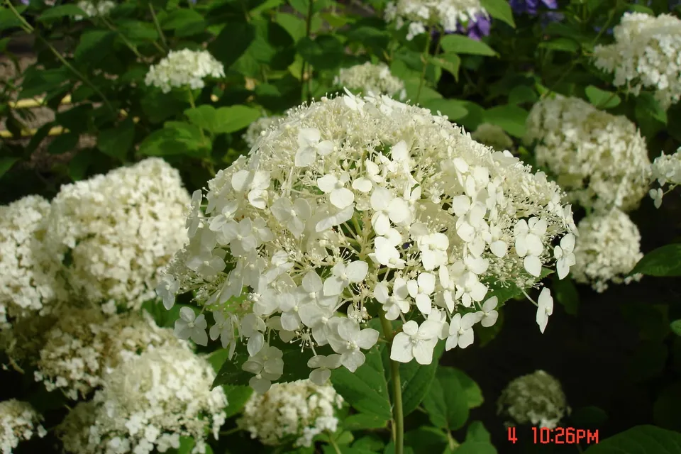 Les Hortensias du Haut Bois Sterilis hortensia arborescent blanc