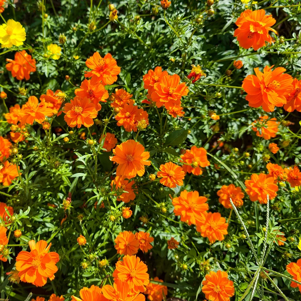 Bakker Brightlights cosmos graines orange sachet 1g