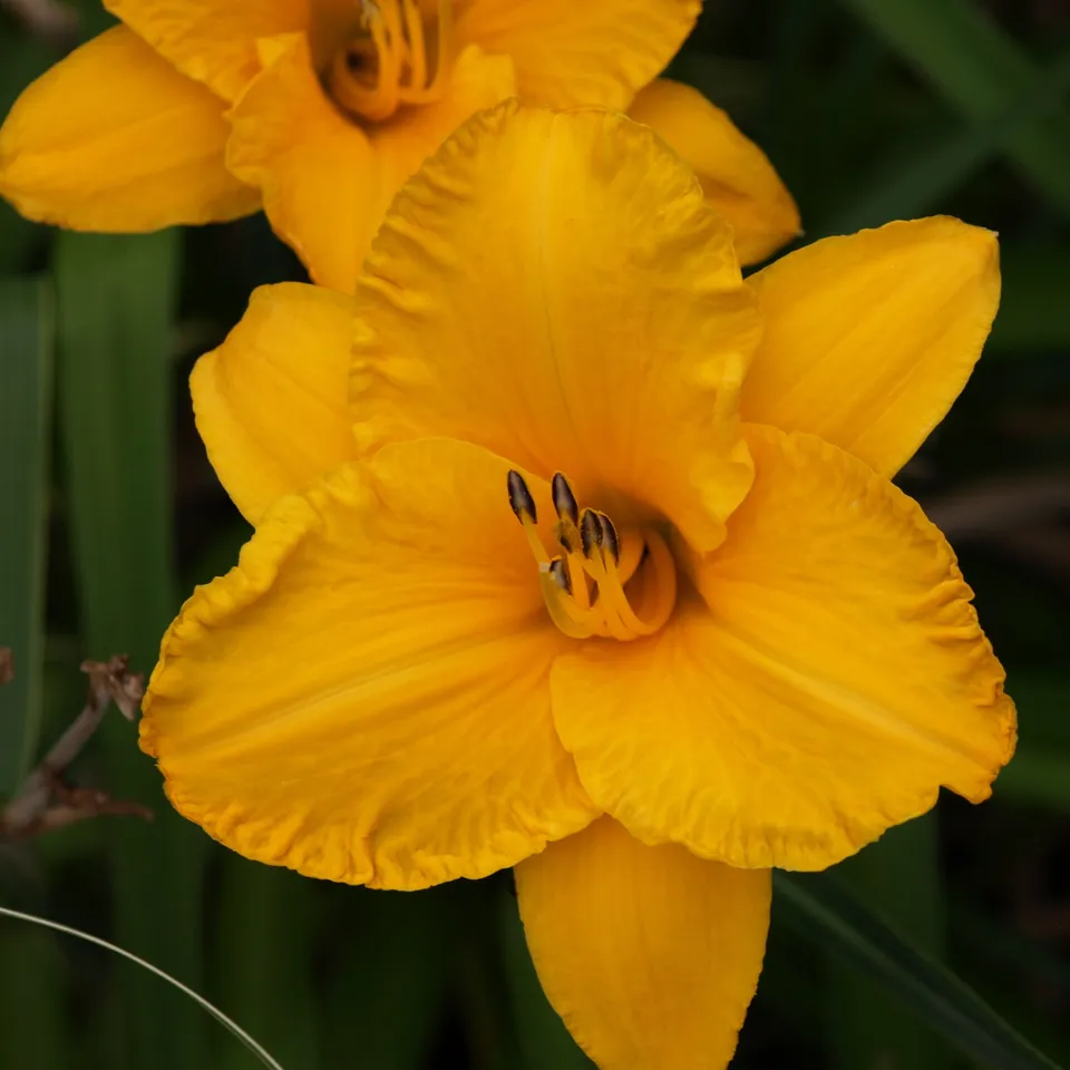 Passion Vivaces Hemerocallis By Myself hémérocalle pot 1 litre