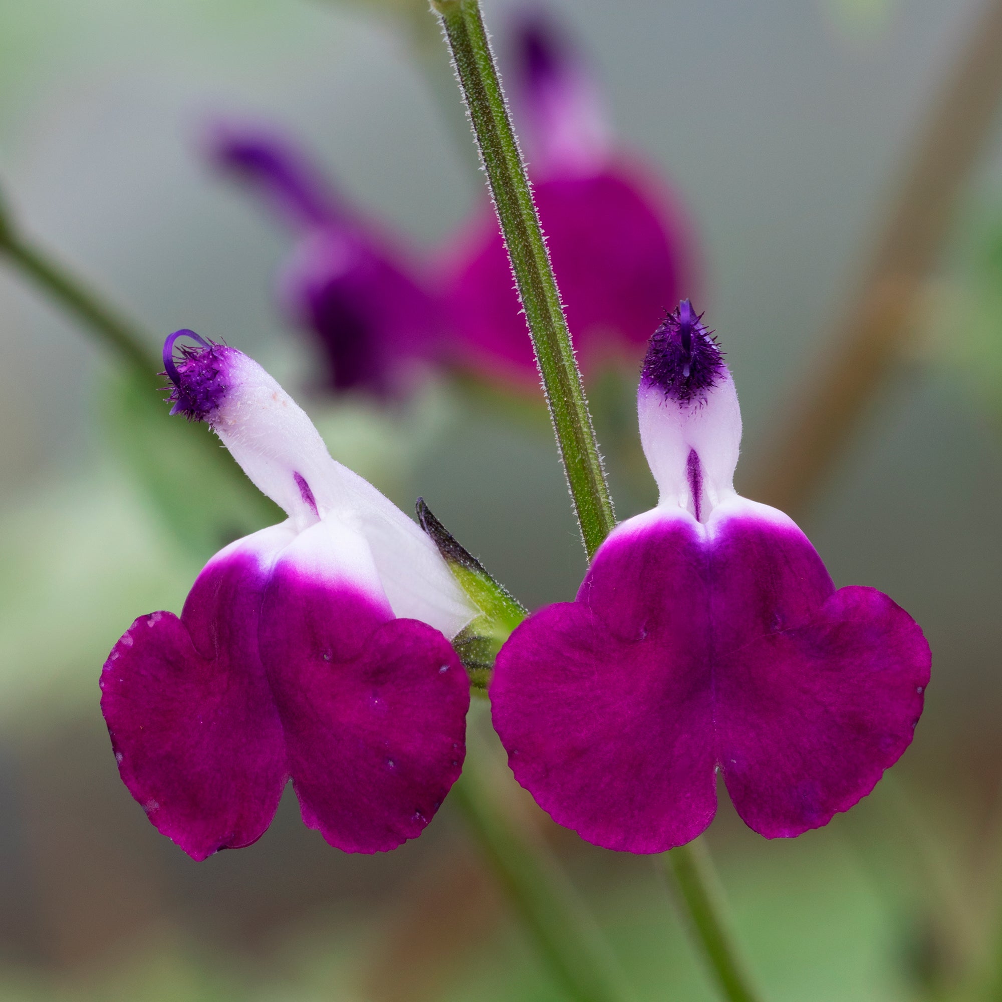 Bakker Sauge Amethyst Lips Salvia greggii vivace pot 8cm bicolore
