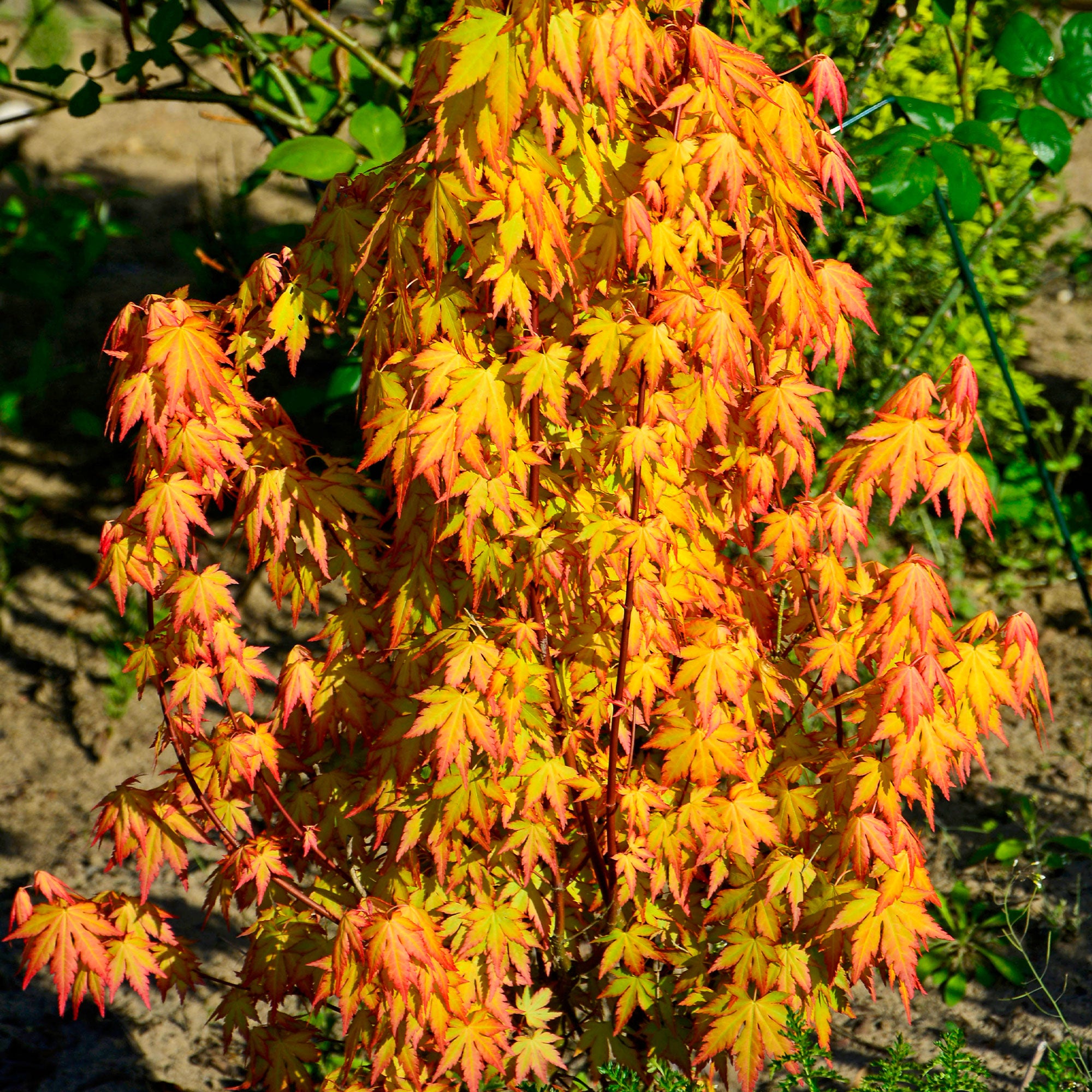 Bakker Katsura Érable du Japon arbuste pot Ø 11cm orange automne
