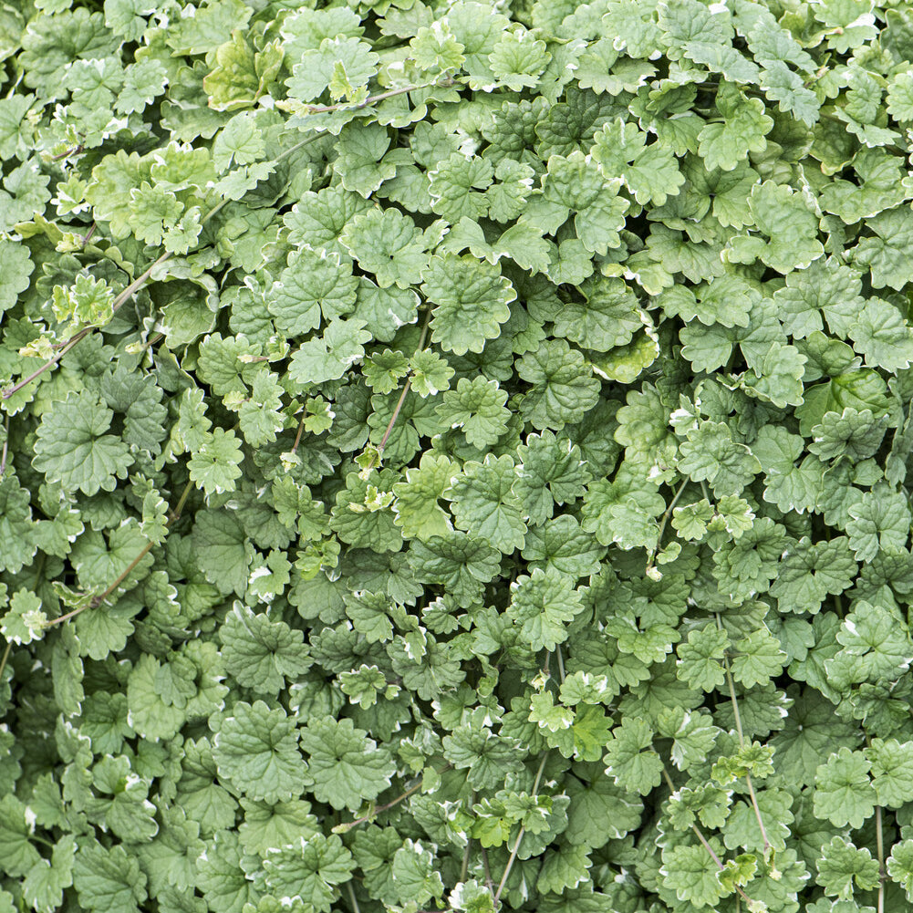 Bakker Lierre terrestre panaché couvre-sol pot Ø 9 cm mi-ombre