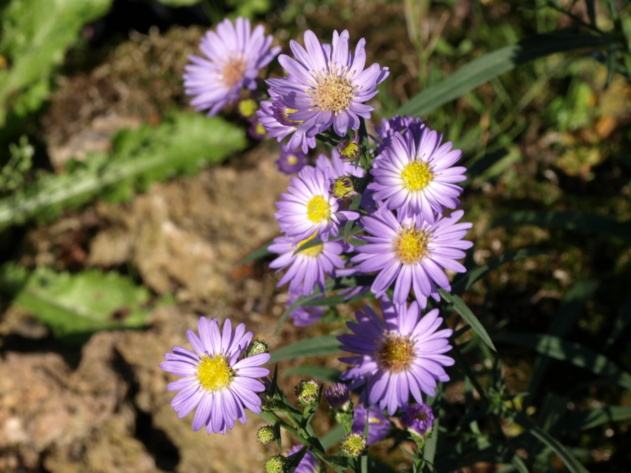 Passion Vivaces Aster pilosus Blue Butterfly plante godet bleue