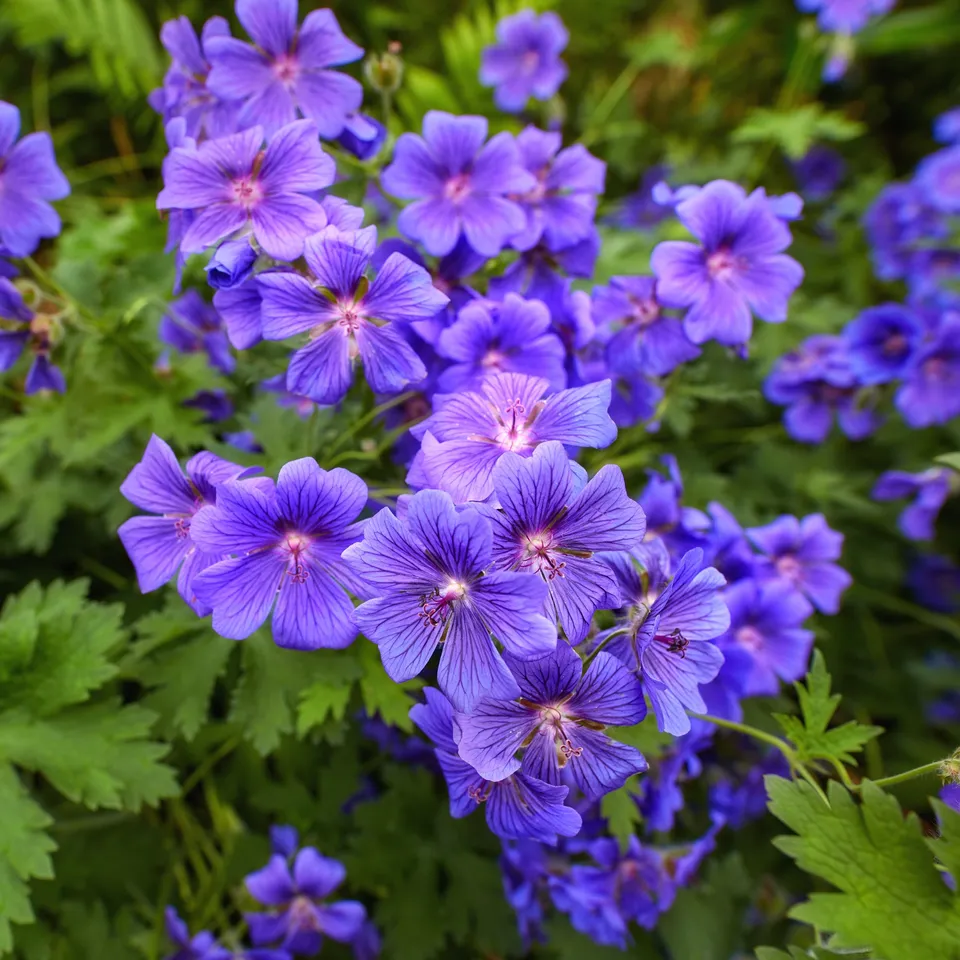 Bakker Géranium ibérique plante vivace pot Ø 9cm violet