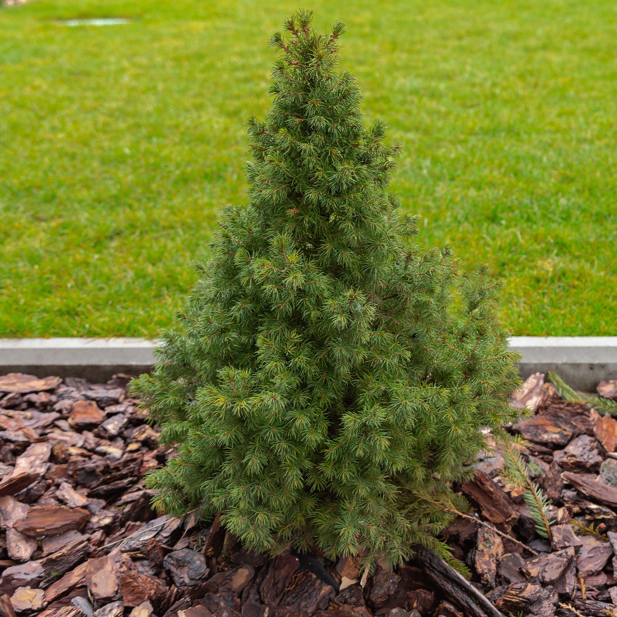 Bakker Picea Glauca Conica mini sapin pot 1.5L persistant
