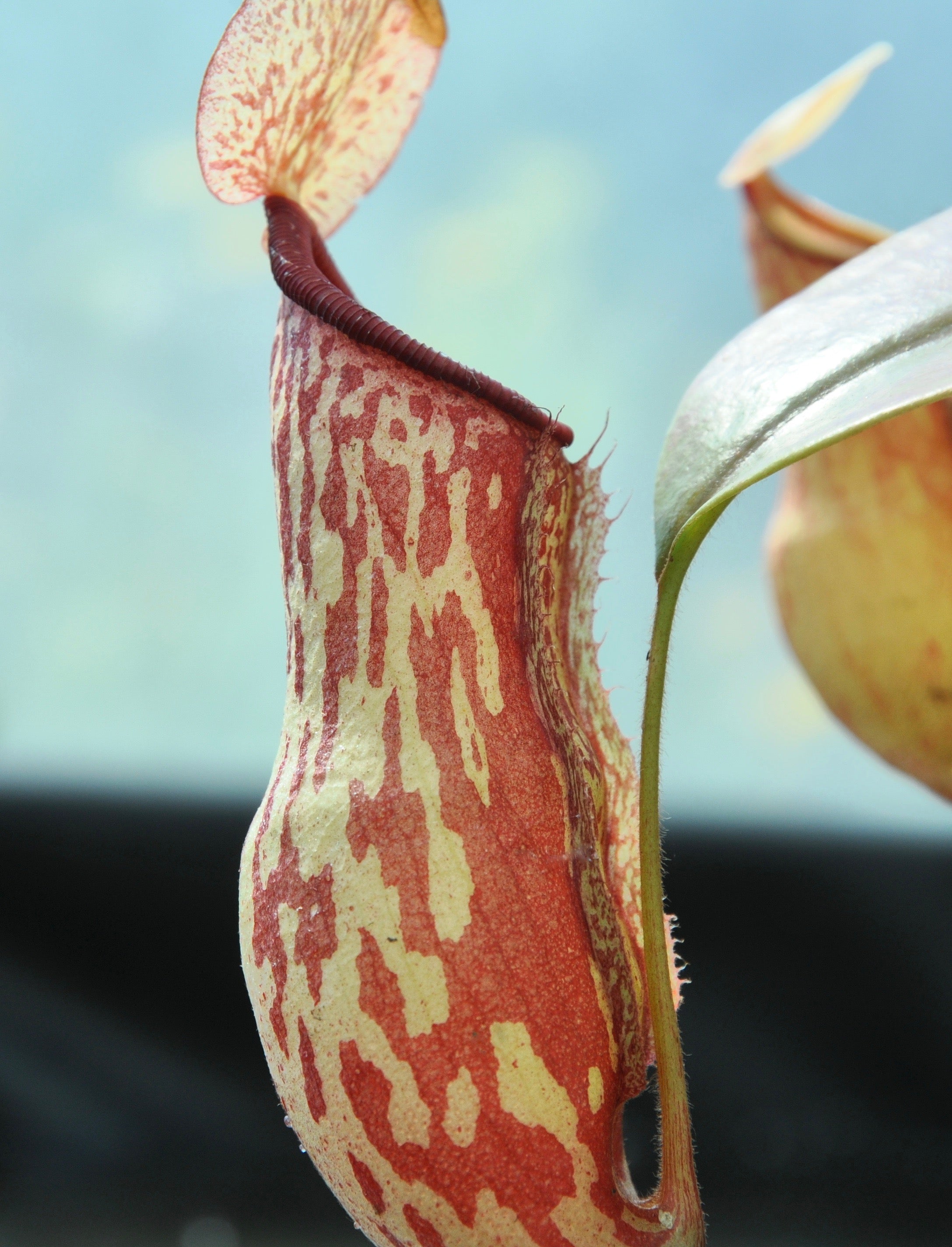 Carniflore Nepenthes Gaya plante carnivore urnes rouge jaune adulte