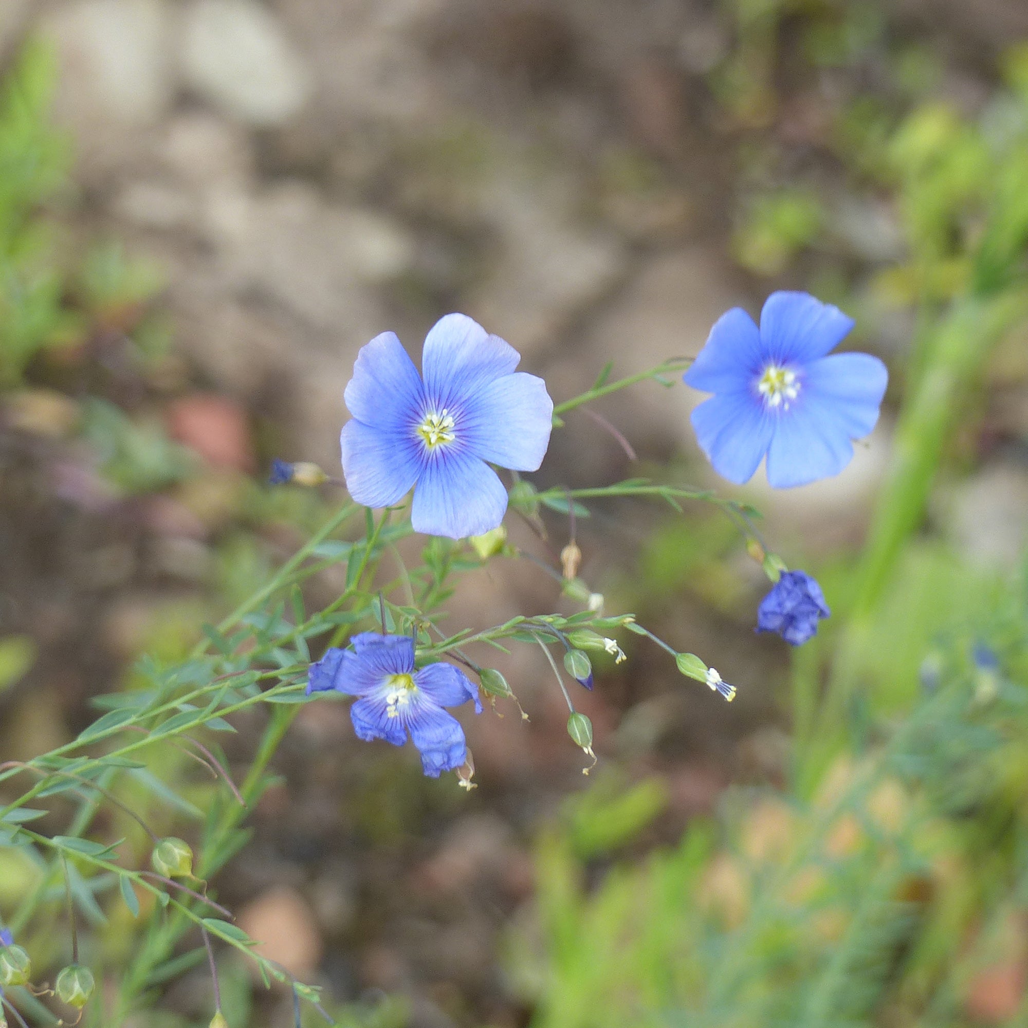 Bakker Lin vivace bleu graines sachet 2g fleurs bleues
